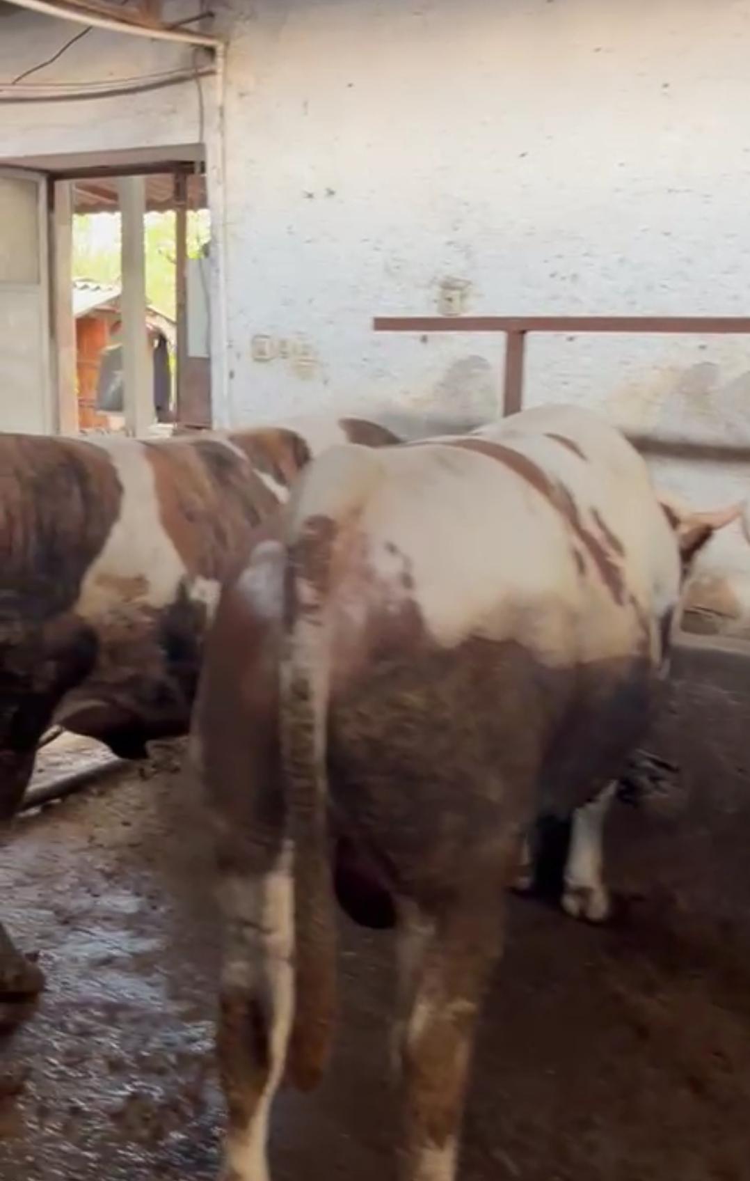 Dilara Besi Çiftliği